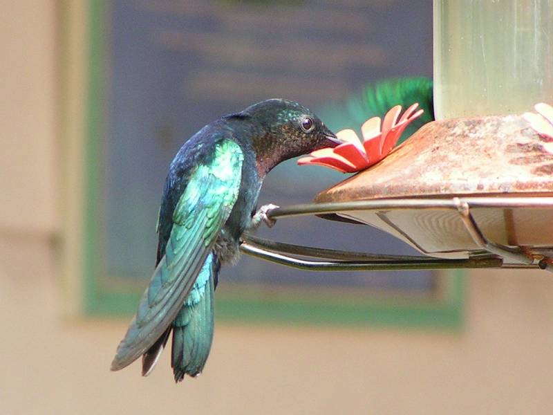 colibri oiseau jardin balata